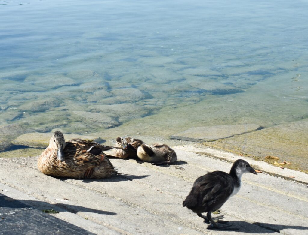 LAGO DI VIVERONE_PIEMONTE